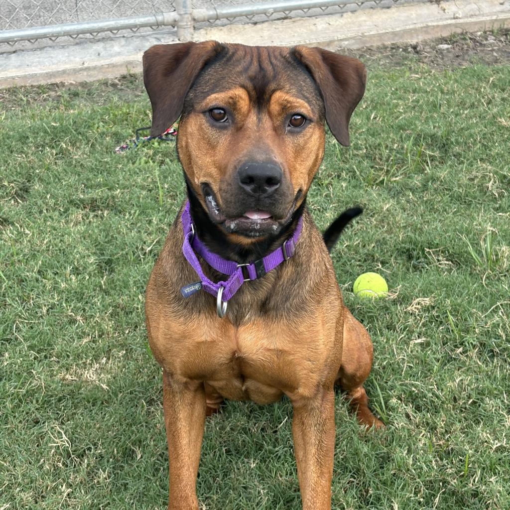 Penelope