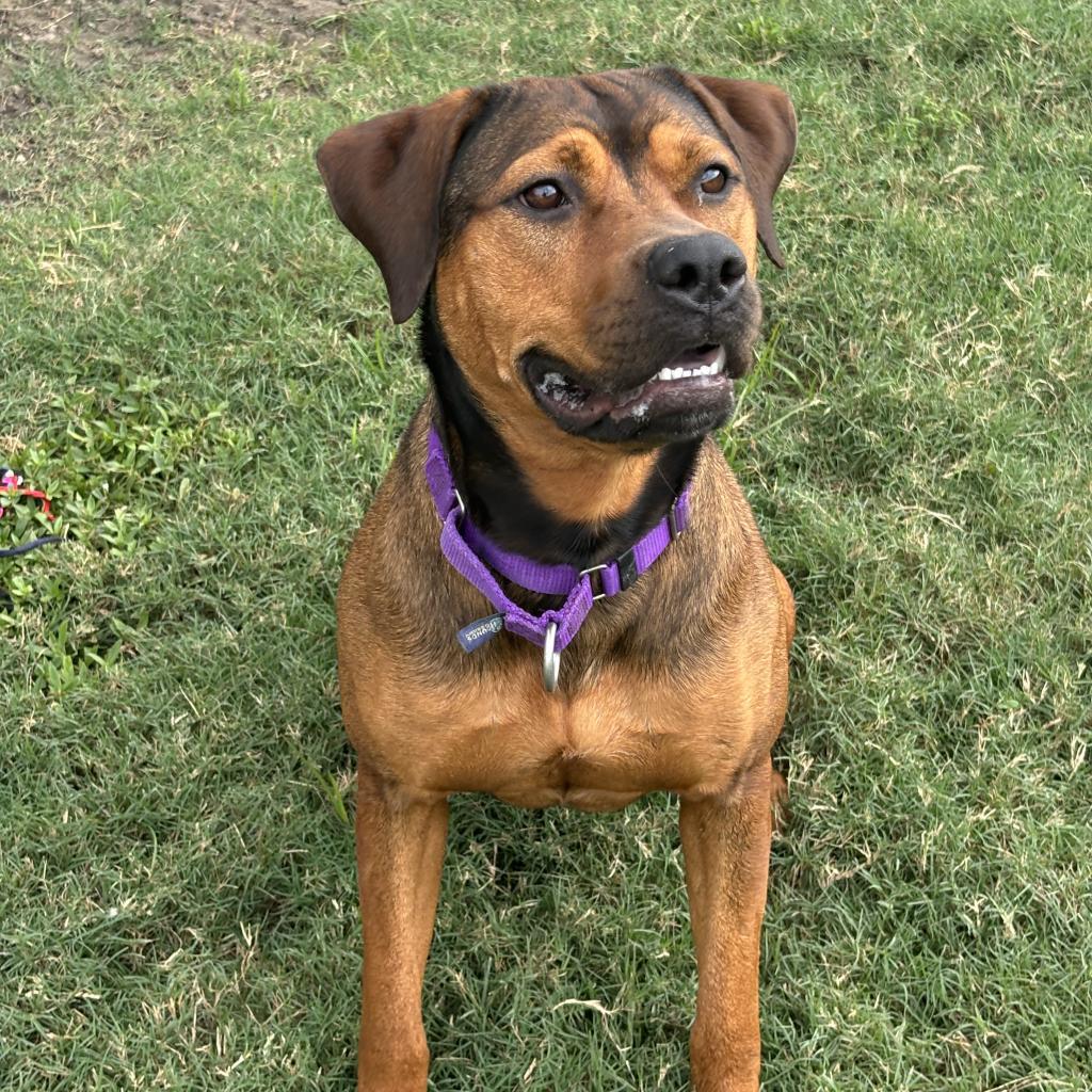 Penelope