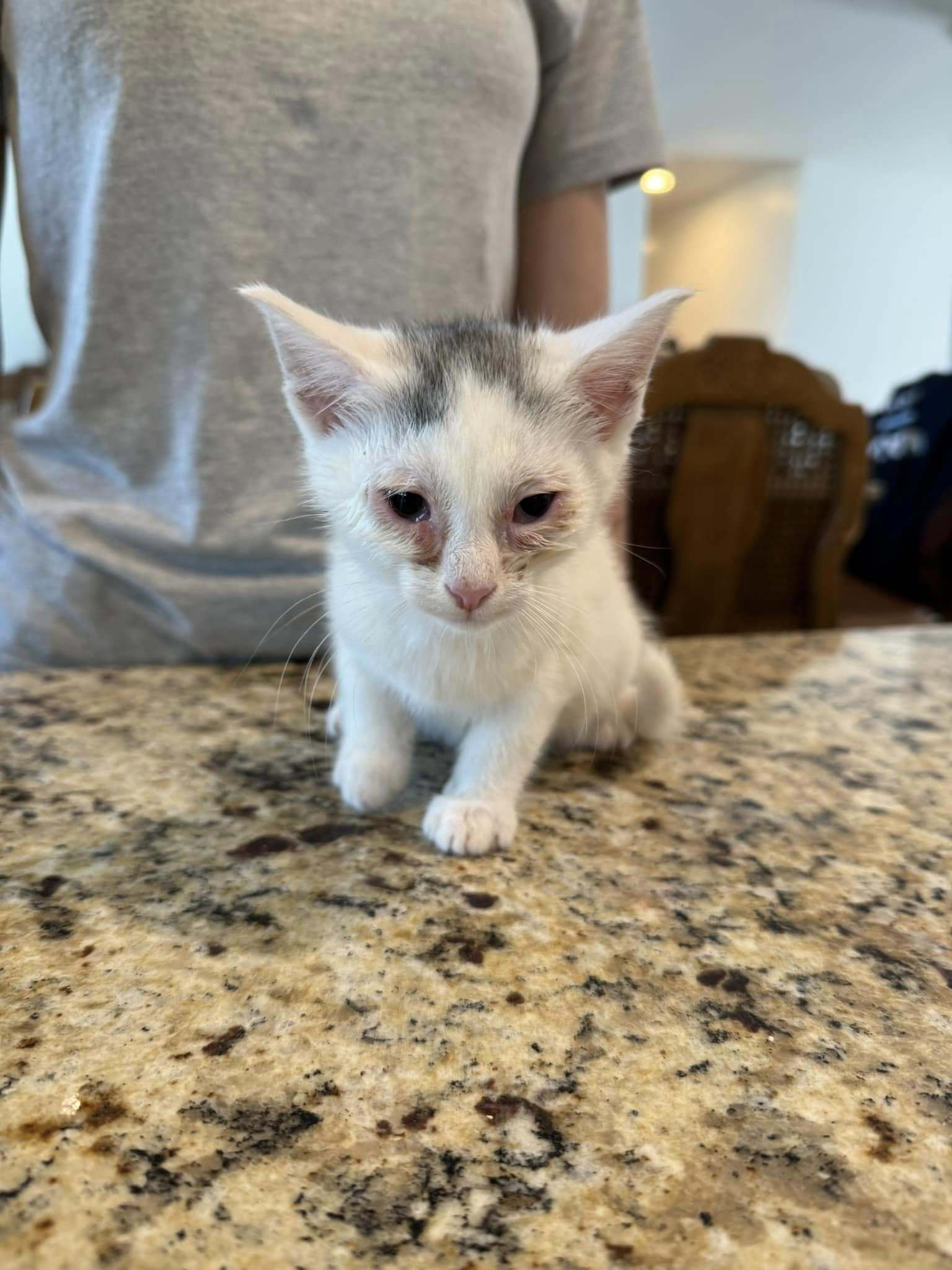 Vanessa Carlysle, an adoptable Domestic Short Hair, Tabby in Visalia, CA, 93277 | Photo Image 1