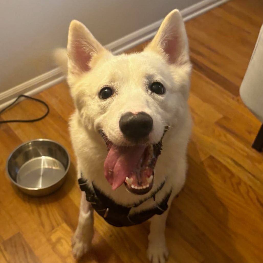 BOLT, an adoptable Siberian Husky, Samoyed in Flintstone, MD, 21530 | Photo Image 1