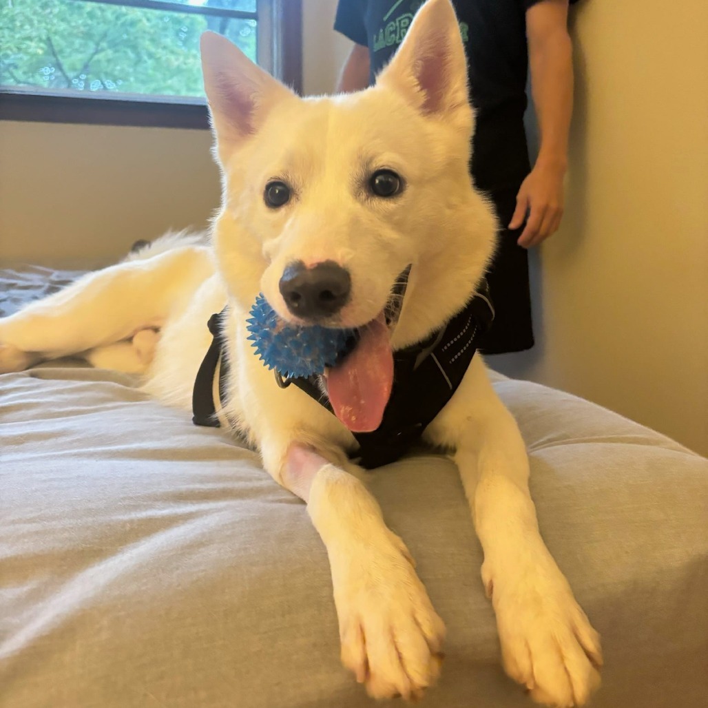 BOLT, an adoptable Siberian Husky, Samoyed in Flintstone, MD, 21530 | Photo Image 2