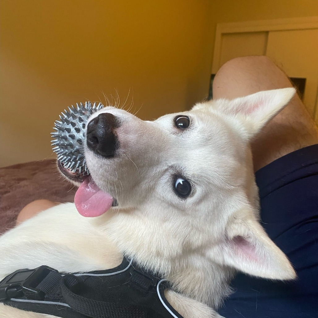 BOLT, an adoptable Siberian Husky, Samoyed in Flintstone, MD, 21530 | Photo Image 3