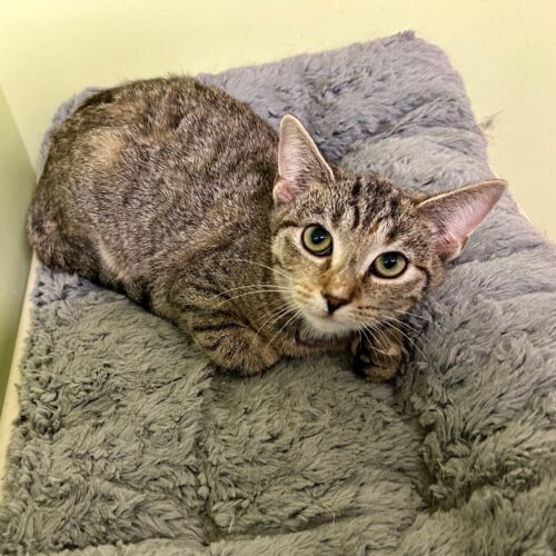 Phoebe 5410C