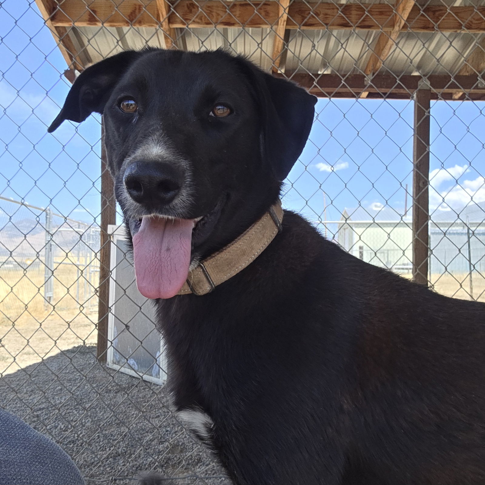 Enzo, an adoptable Black Labrador Retriever, Border Collie in Yreka, CA, 96097 | Photo Image 1