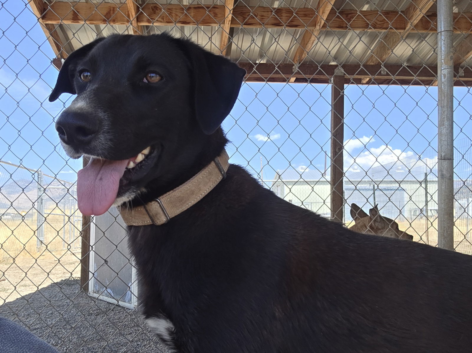 Enzo, an adoptable Black Labrador Retriever, Border Collie in Yreka, CA, 96097 | Photo Image 2