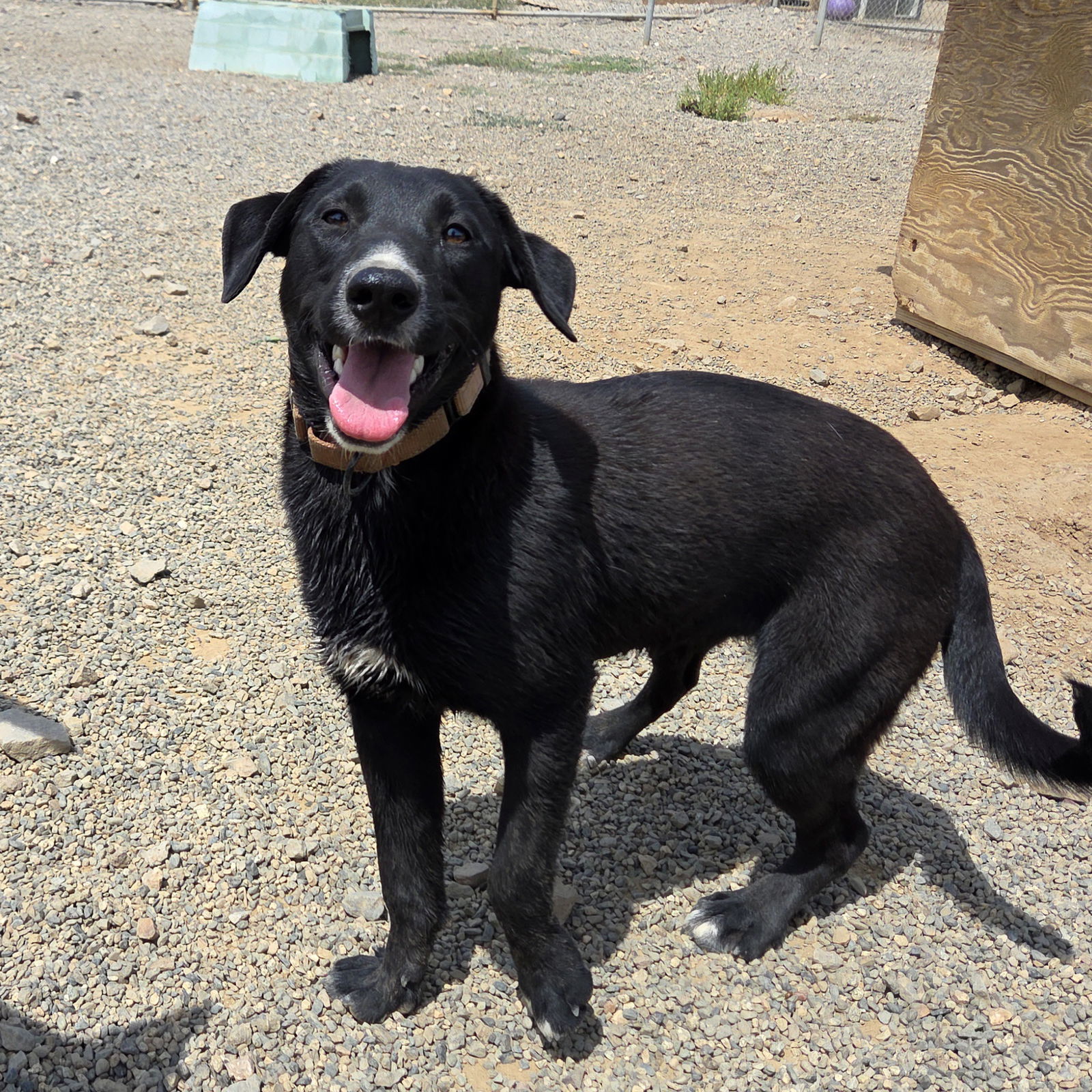Enzo, an adoptable Black Labrador Retriever, Border Collie in Yreka, CA, 96097 | Photo Image 3