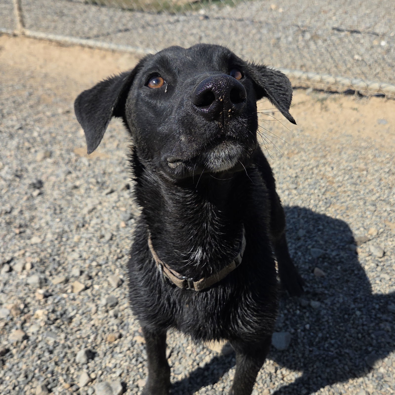 Tahoe, an adoptable Black Labrador Retriever, Border Collie in Yreka, CA, 96097 | Photo Image 1