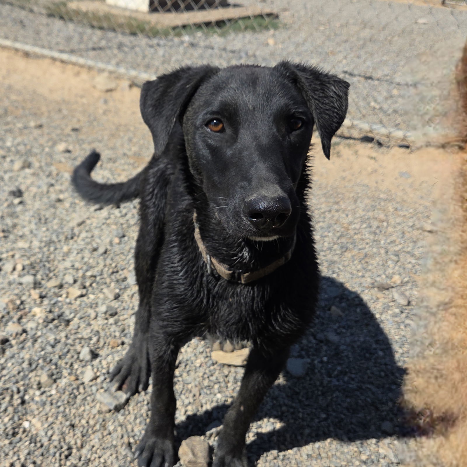 Tahoe, an adoptable Black Labrador Retriever, Border Collie in Yreka, CA, 96097 | Photo Image 2