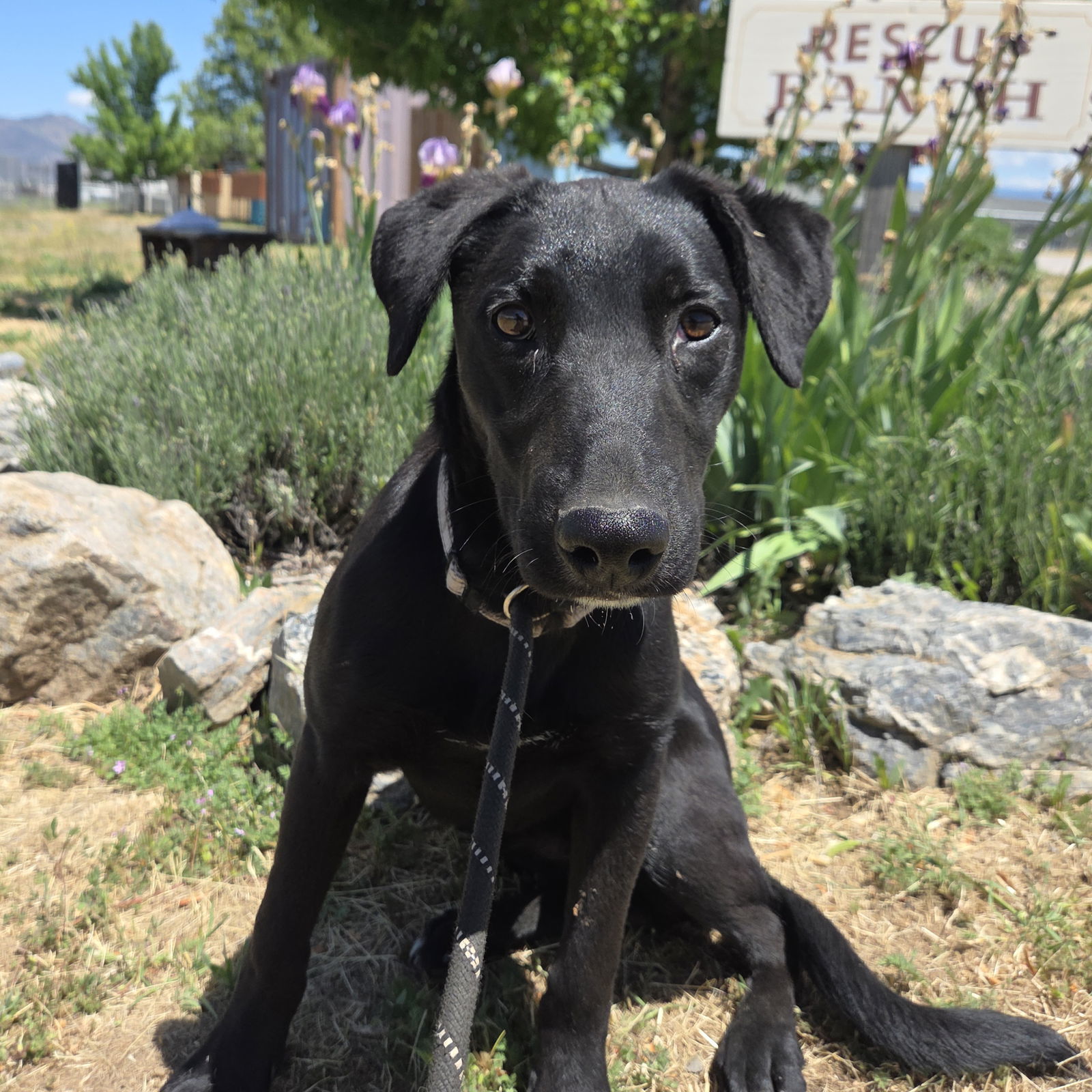 Tahoe, an adoptable Black Labrador Retriever, Border Collie in Yreka, CA, 96097 | Photo Image 3