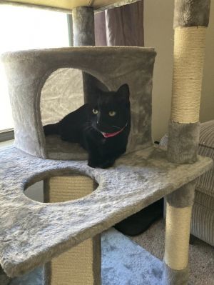 Sadie, Adult Female Domestic Short Hair