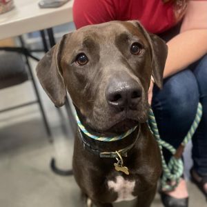 Meet Dave This hunk of love is a 3 year old Chocolate Lab mix Dave is about 73 lbs Dave