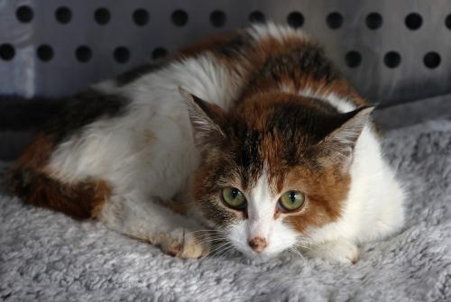Noel Kitty, an adoptable Domestic Short Hair in Thief River Falls, MN, 56701 | Photo Image 1