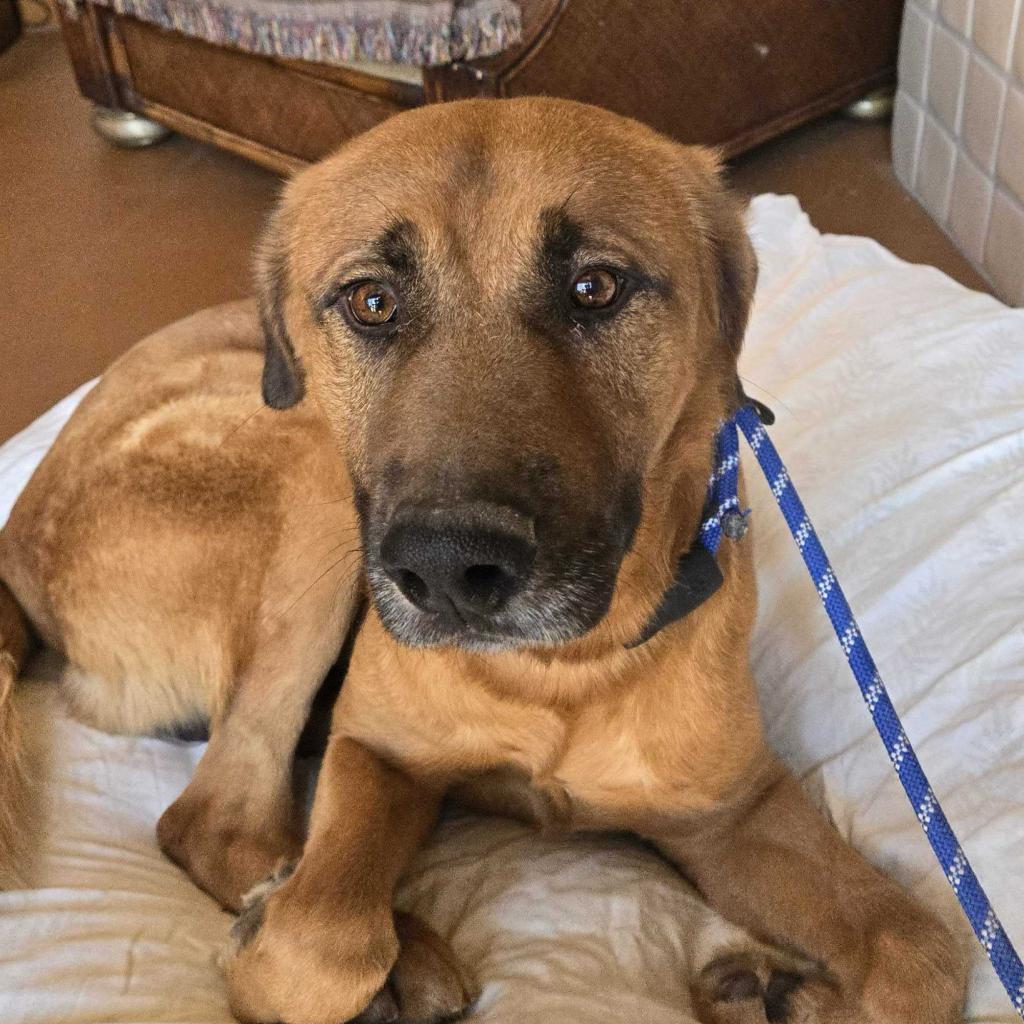 Terrence, an adoptable Bloodhound, Shepherd in Apache Junction, AZ, 85119 | Photo Image 1