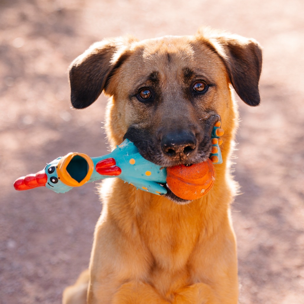 Terrence, an adoptable Bloodhound, Shepherd in Apache Junction, AZ, 85119 | Photo Image 1