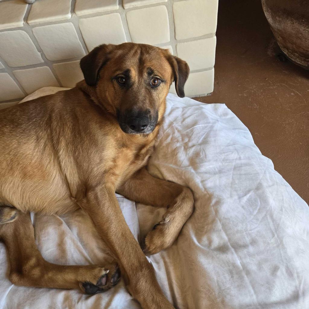 Terrence, an adoptable Bloodhound, Shepherd in Apache Junction, AZ, 85119 | Photo Image 2