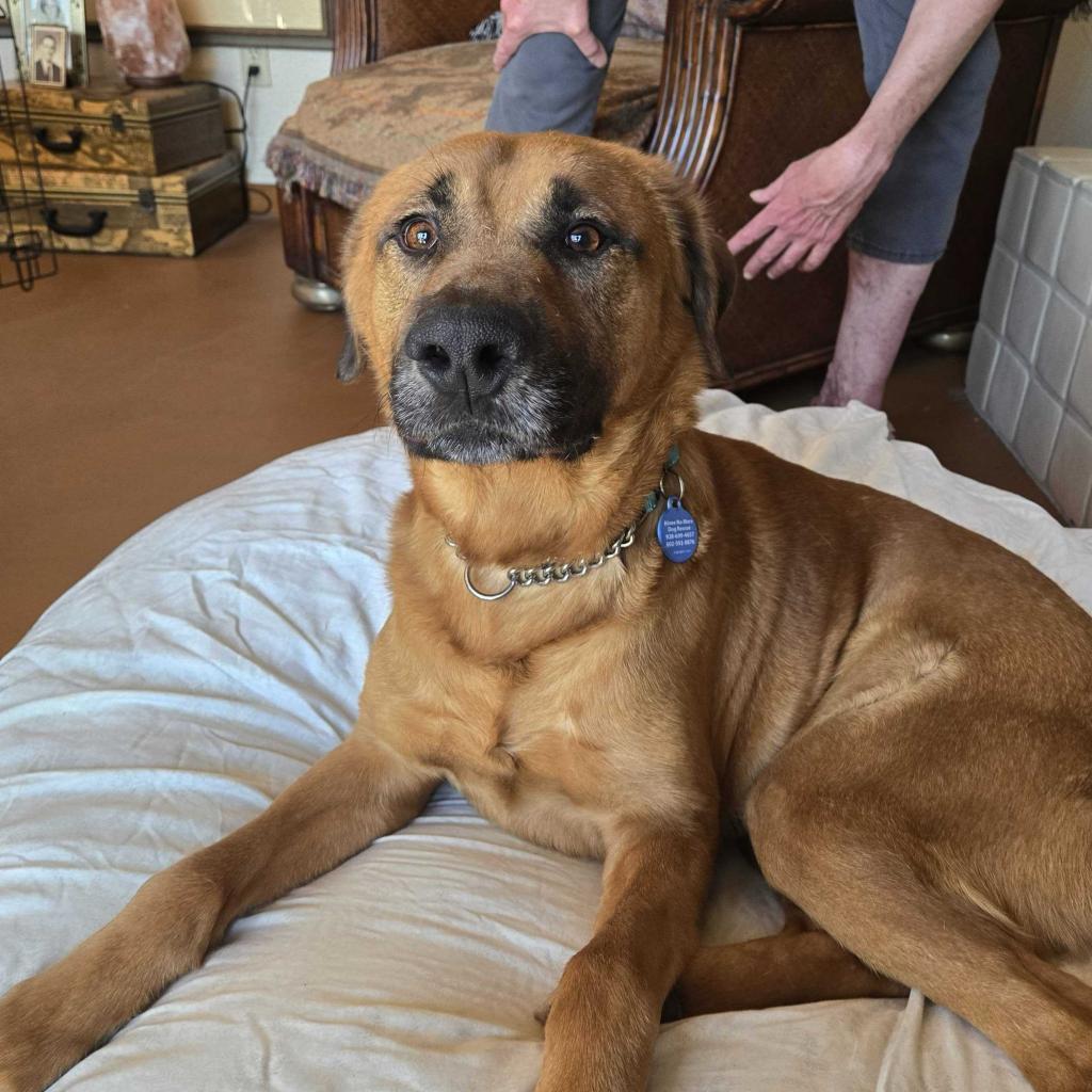 Terrence, an adoptable Bloodhound, Shepherd in Apache Junction, AZ, 85119 | Photo Image 3