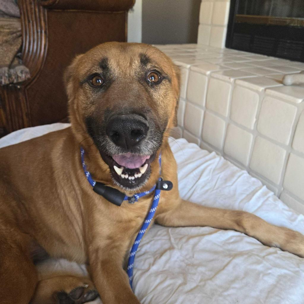 Terrence, an adoptable Bloodhound, Shepherd in Apache Junction, AZ, 85119 | Photo Image 4