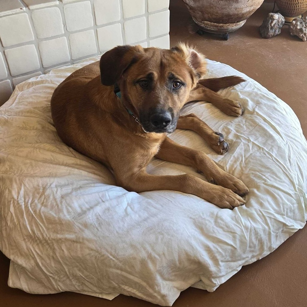 Terrence, an adoptable Bloodhound, Shepherd in Apache Junction, AZ, 85119 | Photo Image 5