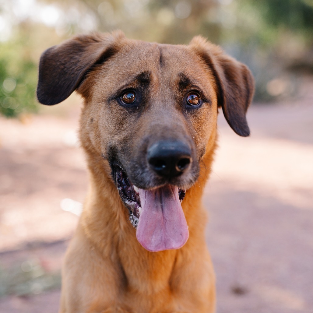Terrence, an adoptable Bloodhound, Shepherd in Apache Junction, AZ, 85119 | Photo Image 5