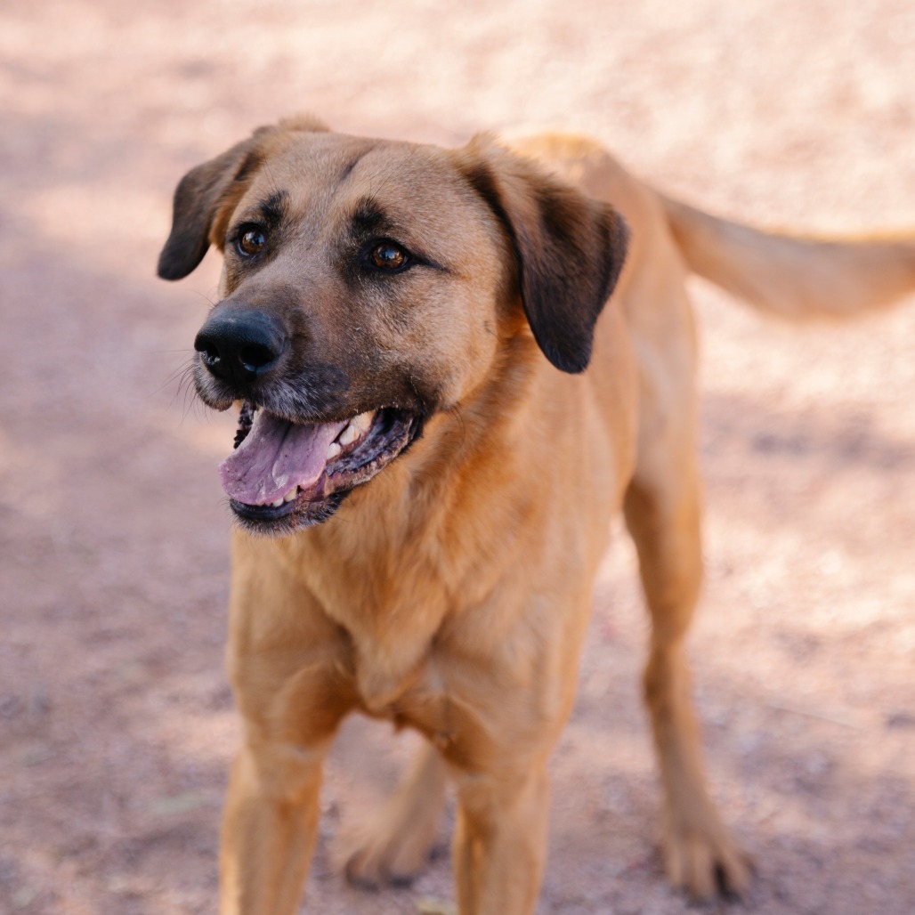 Terrence, an adoptable Bloodhound, Shepherd in Apache Junction, AZ, 85119 | Photo Image 6