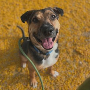 Ripper (Copper), Senior Male unknown