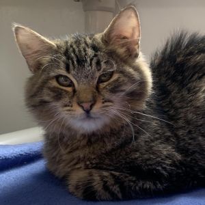 Wally, Young Male Domestic Medium Hair