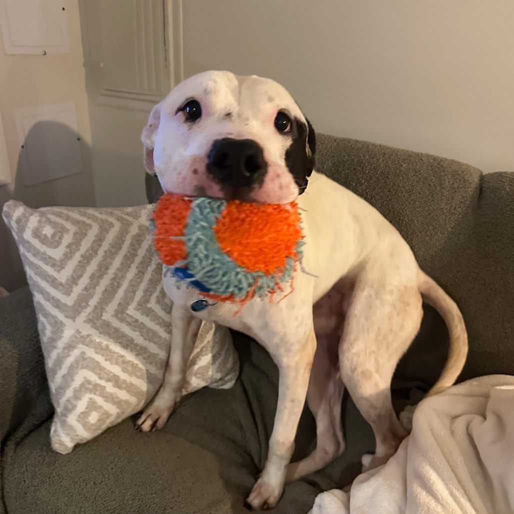 Axel