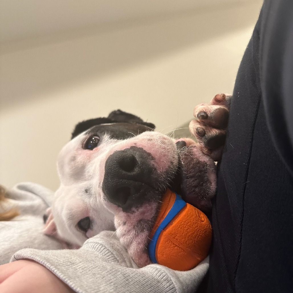 Axel