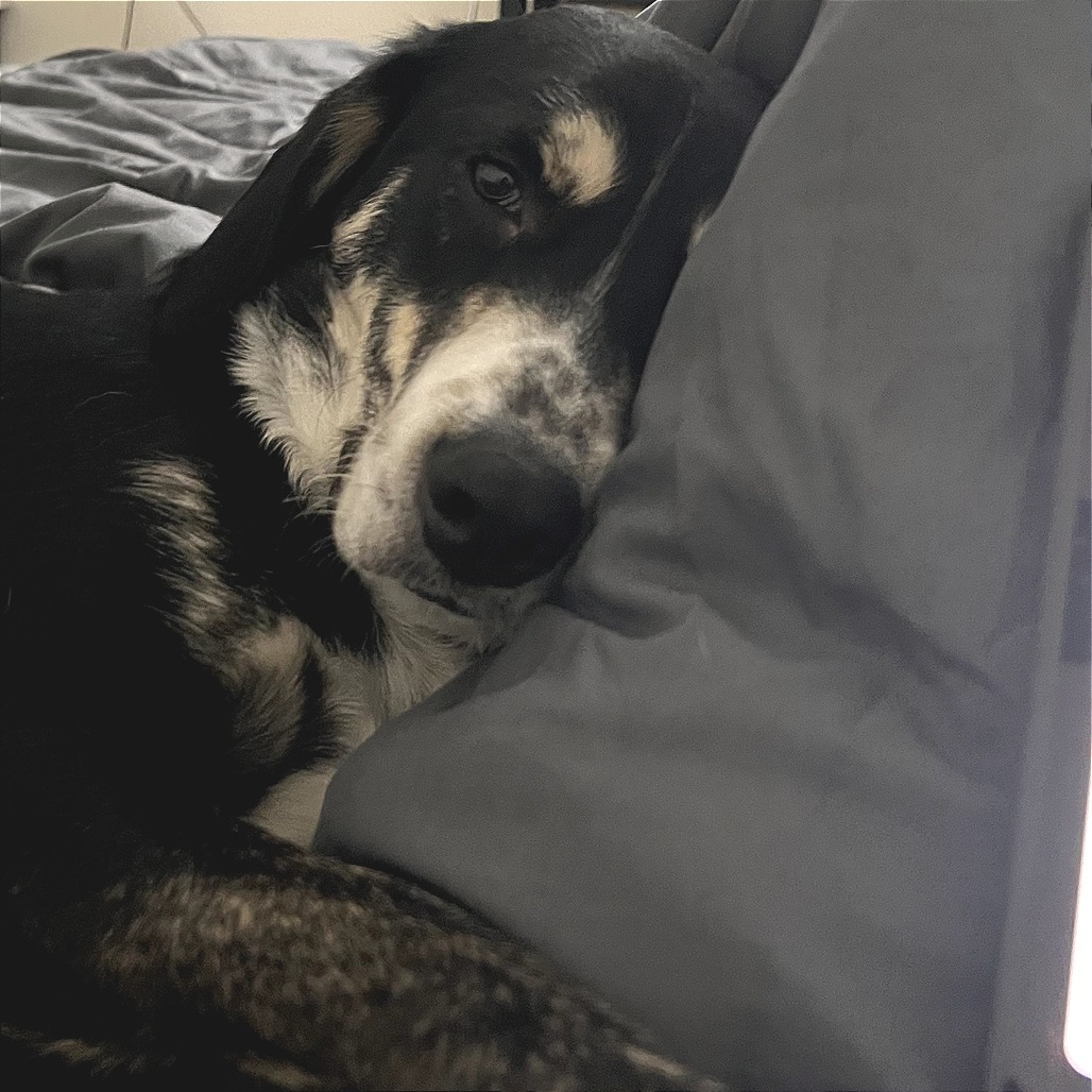 Wolfy