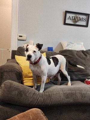 Harper, Adult Female Terrier