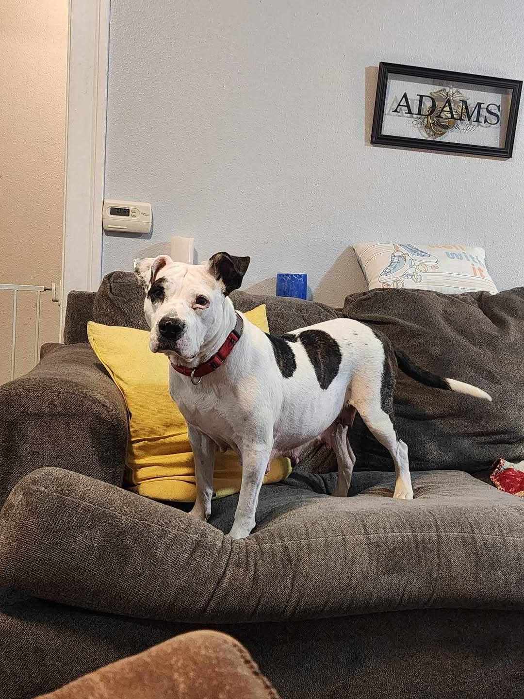Harper, an adoptable Terrier in Waterloo, IA, 50703 | Photo Image 1