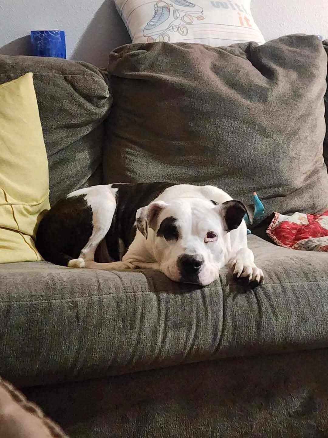 Harper, an adoptable Terrier in Waterloo, IA, 50703 | Photo Image 2