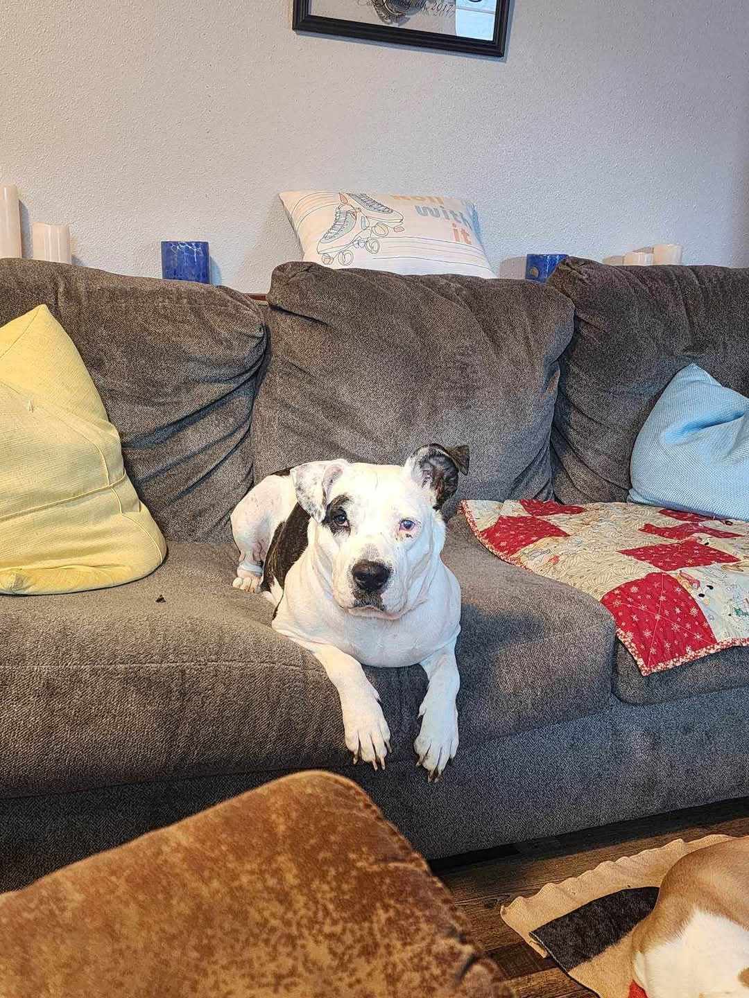 Harper, an adoptable Terrier in Waterloo, IA, 50703 | Photo Image 3