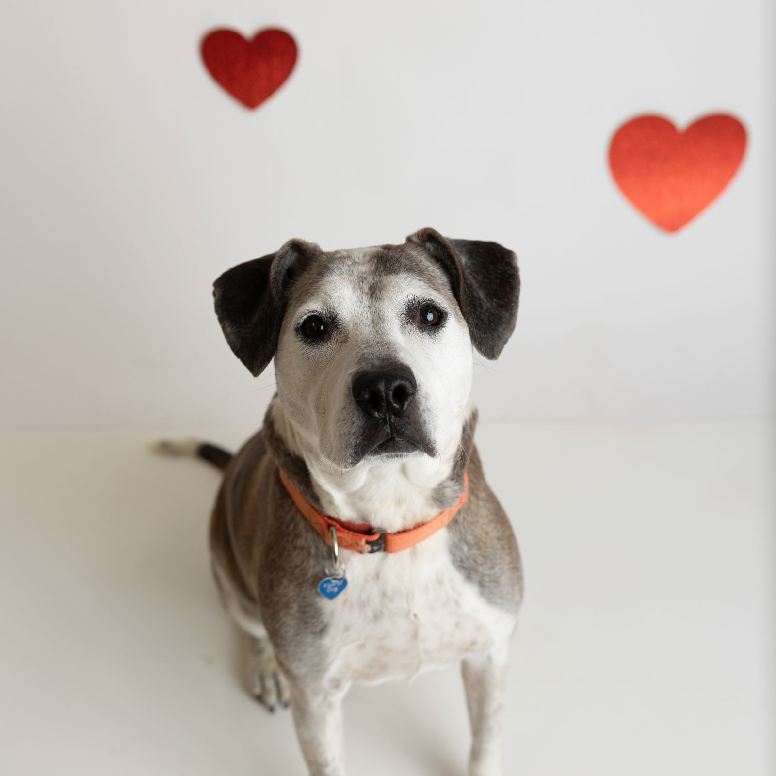 Ella Pitzgerald, an adoptable Pit Bull Terrier in Fargo, ND, 58103 | Photo Image 1