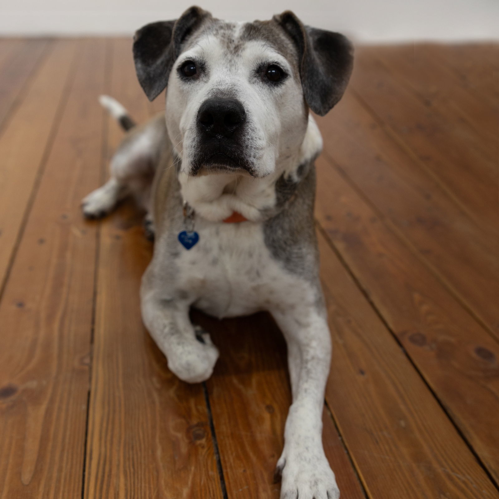 Ella Pitzgerald