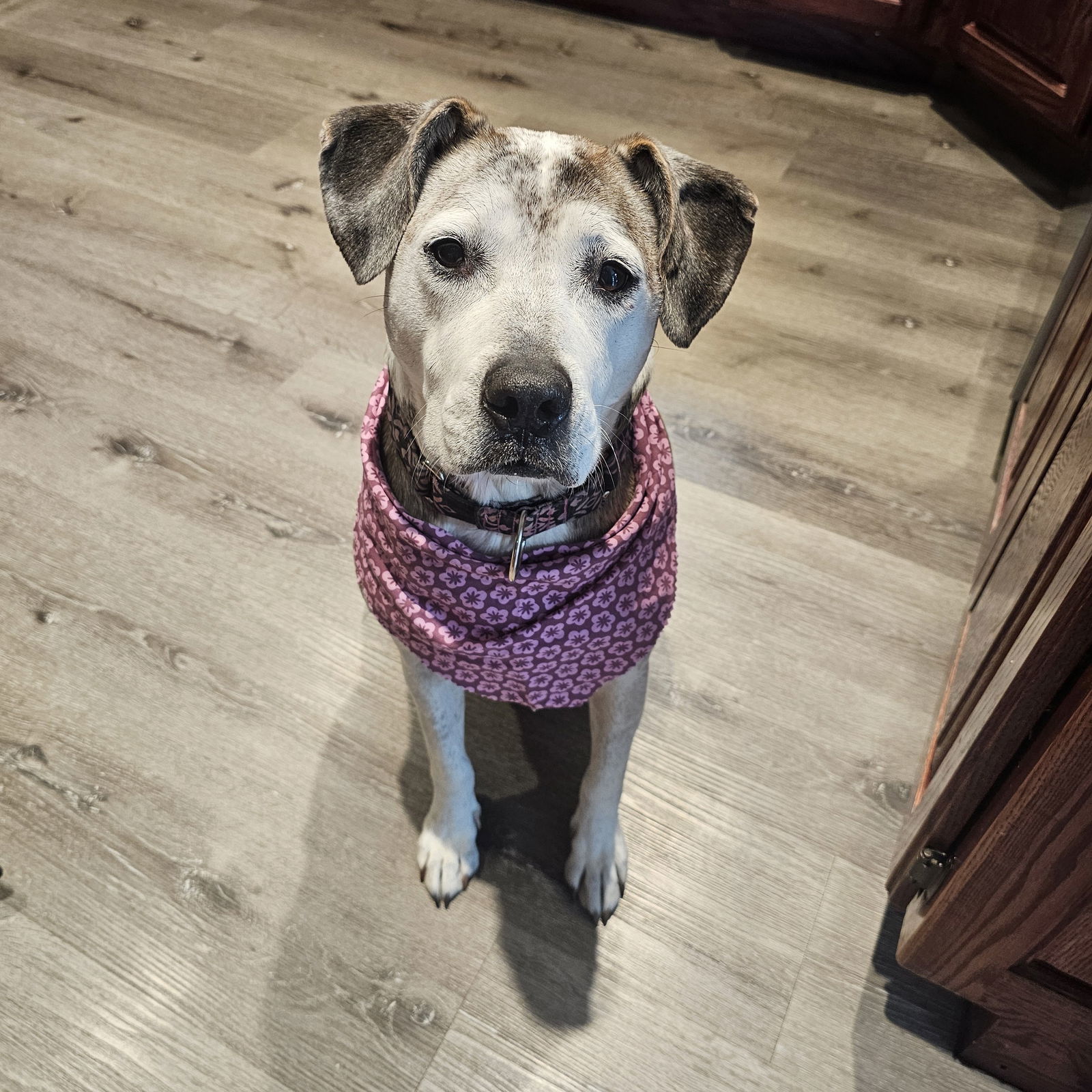 Ella Pitzgerald, an adoptable Pit Bull Terrier in Fargo, ND, 58103 | Photo Image 1
