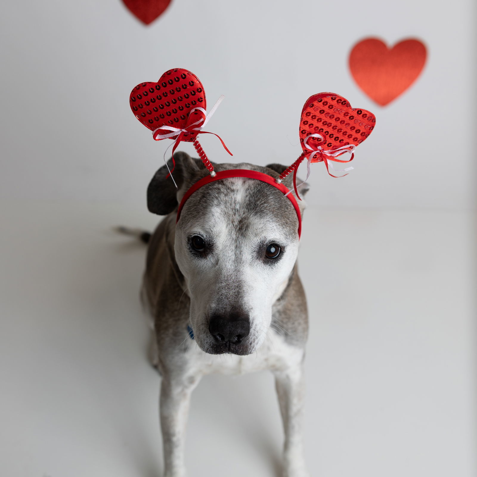 Ella Pitzgerald, an adoptable Pit Bull Terrier in Fargo, ND, 58103 | Photo Image 2