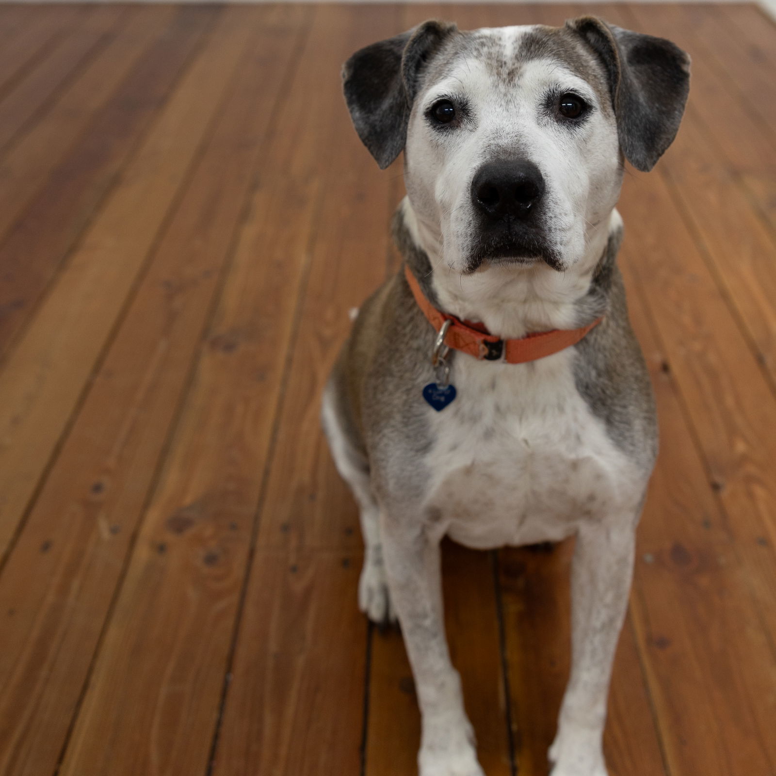 Ella Pitzgerald, an adoptable Pit Bull Terrier in Fargo, ND, 58103 | Photo Image 2