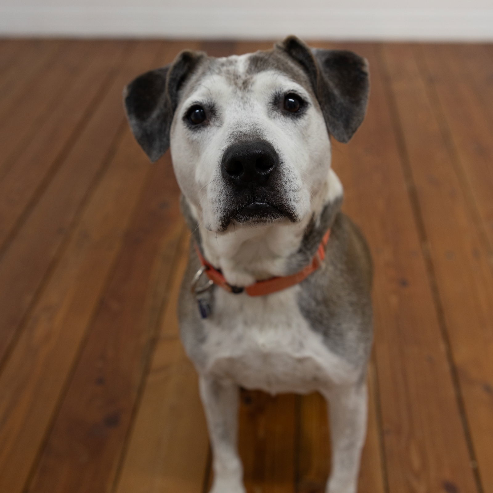 Ella Pitzgerald, an adoptable Pit Bull Terrier in Fargo, ND, 58103 | Photo Image 3
