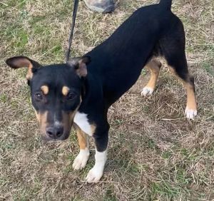 Nova, Baby Female Catahoula Leopard Dog