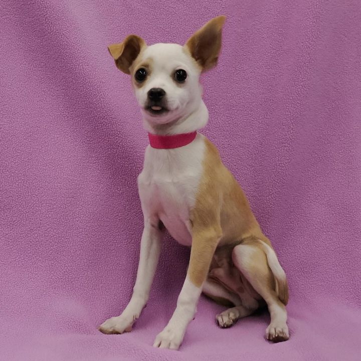 PABLO 2
