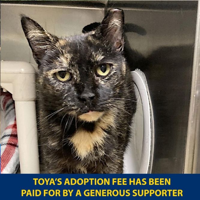 Toya
