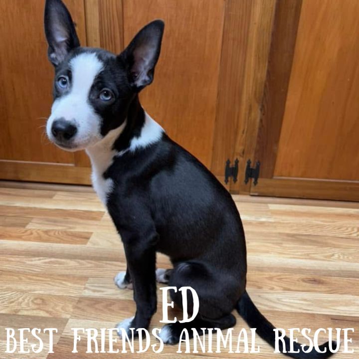 Ed 1