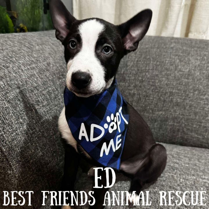 Ed 2