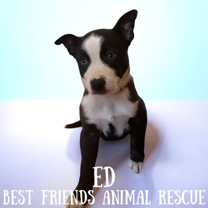 Ed 6
