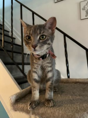 Athena