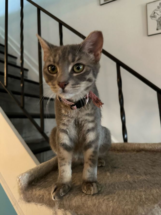 Athena