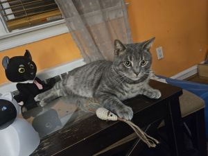 Shadow, Adult Male Domestic Short Hair