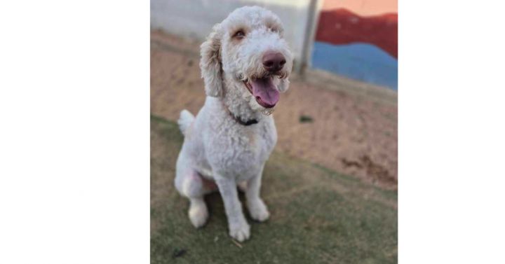 Seth Rogan aka Goose ***RESCUE CENTER*** 1