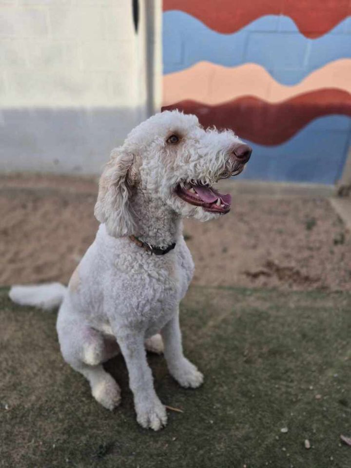 Seth Rogan aka Goose ***RESCUE CENTER*** 2
